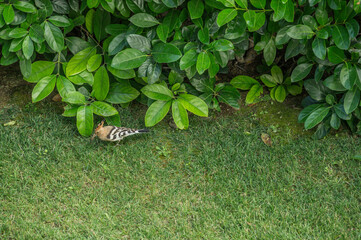 bird with bright plumage looking for insects in the grass. Bird Upupa