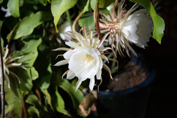 blooming Artepitheton grandiflorus by night, pupular name queen of the night