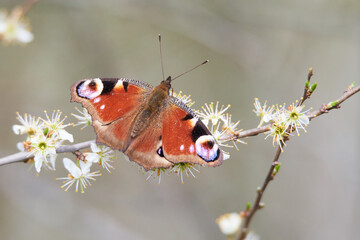 Tagpfauenauge beim Sonnenbad