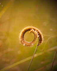 lone brown curled flower in a field