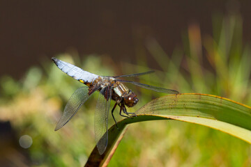 Libellula depressa, libélula de color azul posada sobre la hoja.