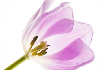 Semi-opaque closeup view of the inside of a purple tulip
