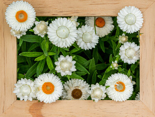 Helichrysum flowers in a wooden frame