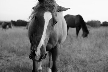 Funny rustic portrait close up of horse shaking head in black and white.