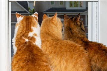 Three cats watch from the window as birds nest under the roof