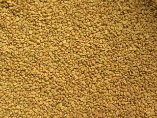 Yellow color dry Fenugreek seeds