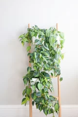 Foto op Canvas Group of philodendron brasil potted house plants growing on a ladder leaning against a wall. © Ida