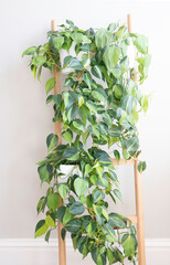 Group of philodendron brasil potted house plants growing on a ladder leaning against a wall.