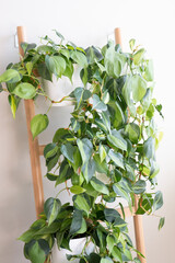 Group of philodendron brasil potted house plants growing on a ladder leaning against a wall. © Ida