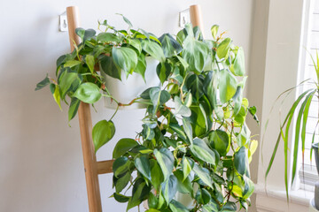 Group of philodendron brasil potted house plants growing on a ladder leaning against a wall.