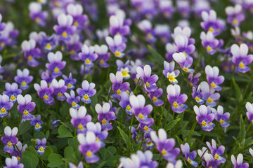 Obraz premium City flower bed with lilac violets. Many of the same colors. Beautiful natural background.