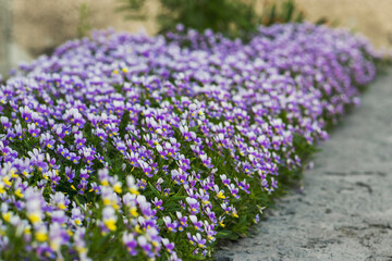 City flower bed with lilac violets. Many of the same colors. Beautiful natural background.