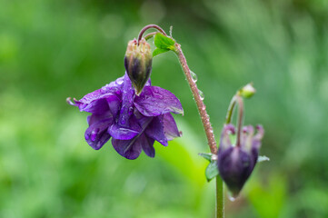 Purple flowers of Aquilegia vulgaris, common columbine