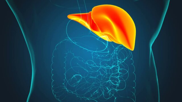 Human Liver Anatomy With Digestive System For Medical Concept