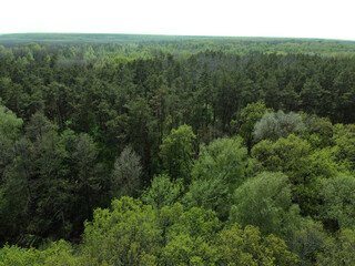 Fototapeta na wymiar European forest, aerial view. Forest landscape in spring.