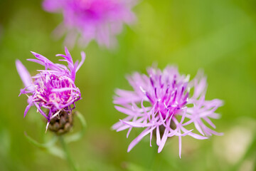 Centaurea jacea,  brown knapweed violet flowers macro selectiwe focus