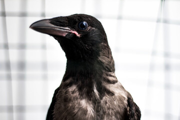 Fototapeta premium A caged crow bird looking serious, strong and intimidating