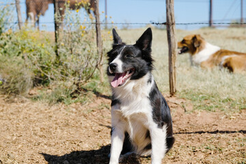 Happy herding farm dog pet close up, smile on face during summer.
