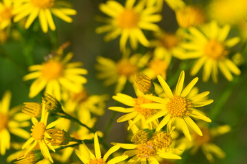 Jacobaea vulgaris,  Senecio jacobaea, ragwort yellow flowers closeup selective focus