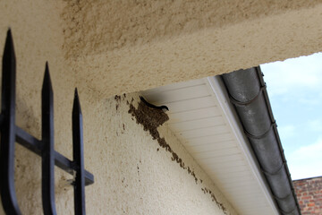 nid d'hirondelle © toutouchien02440