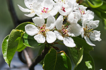 The pear is blooming. Candid.