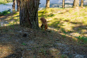 Wild Squirrel in sand dune forest. Sciurinae