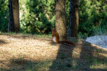 Wild Squirrel in sand dune forest. Sciurinae © Janis