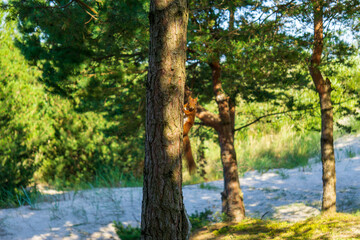 Wild Squirrel in sand dune forest. Sciuridae