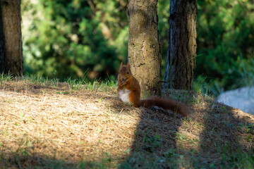 Wild Squirrel in sand dune forest. Sciurinae © Janis