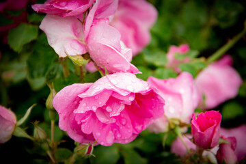 pink rose in the garden
