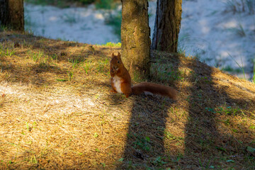 Wild Squirrel in sand dune forest. Sciurinae © Janis