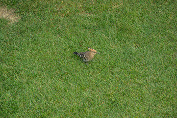 bird with bright plumage looking for insects in the grass. Bird Upupa