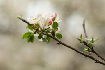 inflorescence of the apple tree in the spring
