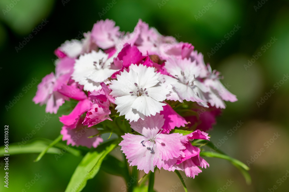 Wall mural dianthus barbatus beautiful ornamental flowering plants, group of bright pink purple white flowers i