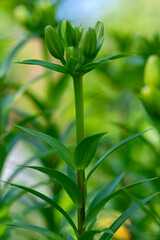 Lilium flowers in buds, asiatic hybrids ornamental cultivated, lilies buds, bouquet befoce flowering, dreamy background