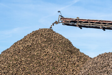 Fototapeta na wymiar Crane conveyor of combine harvester unloading sugar beet. Agricultural equipment