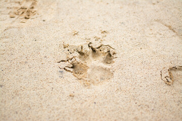 Psia łapa w piasku © Monika