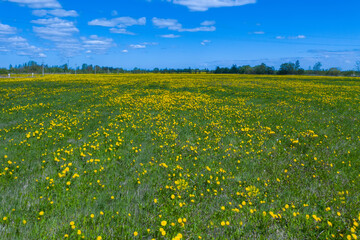 Obraz premium Aerial view of a field with yellow flowers