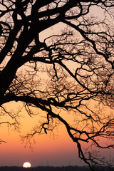 tree in winter, tree funeral, forest cemetery