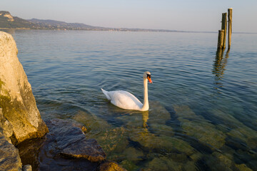 Swan in lake