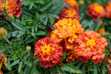 Orange-rote Studentenblume / Türkische Nelke