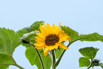 Sonnenblume in voller Bl&uuml;te im Sommer / Sunflower in summer