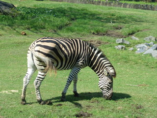Fototapeta na wymiar zebra eating grass 