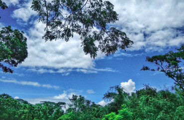 trees and sky