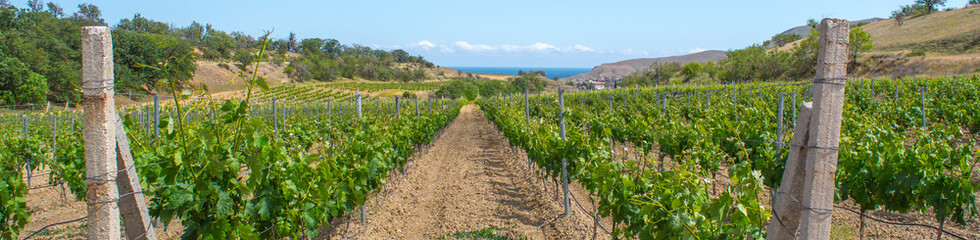 Fototapeta na wymiar Young vineyard