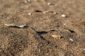 sea shells on dry sands and very few grass / desert like, dry and hot