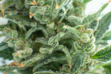 Fresh green weed In details. Macro trichomes of cannabis. Sativa CBD THC in Pot. Indica flower.