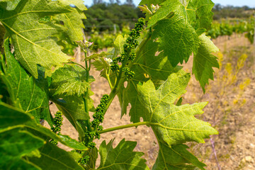 Young vineyard