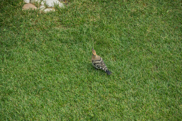 bird with bright plumage looking for insects in the grass. Bird Upupa