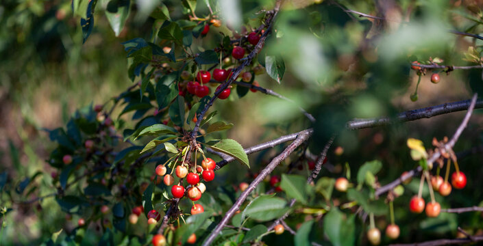 Cherry Bush with fruits of different ripeness.  Narrow focus.